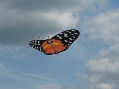 One of Georges Hennet's Flutterbys.
