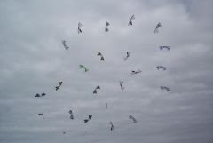 Portsmouth Megafly-5.JPG