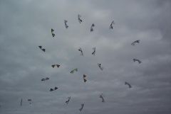 Portsmouth Megafly-6.JPG