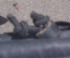 Early 2000 series O-ring (high pressure hose?) pic 3